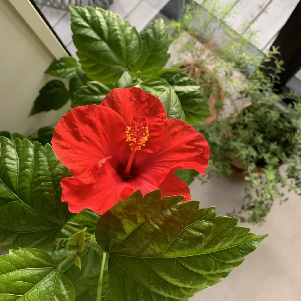 もしも退屈していたら | ちゃんと食べてる？|有元葉子|ライフスタイル