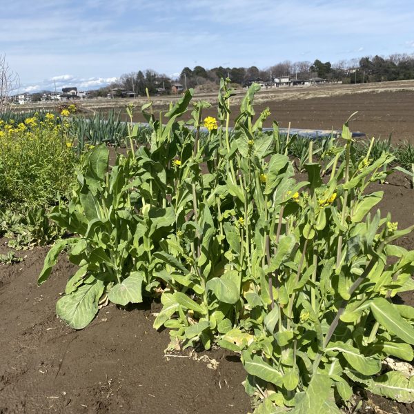 畑に様々な菜花がなっている